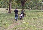Tegas-Berantas-Judi,-Aparat-Reskrim-Polres-Belu-Gerebek-Sabung-Ayam-di-Hutan-Jati-Raihenek,-3-Unit-Sepeda-Motor-Diamankan