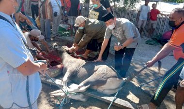 Rayakan-Idul-Adha-1442-H,-Kapolres-Belu-bersama-Anggota-Sembelih-8-Ekor-Sapi-dan-3-Kambing-Kurban