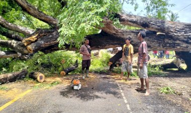 Bersama-Kepala-Desa-dan-Masyarakat,-Bhabinkamtibmas-Leosama-Polres-Belu-Evakuasi-Pohon-Tumbang-yang-Melintang-di-Jalur-Perbatasan-RI-RDTL