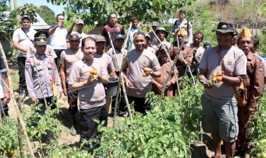 Bersama-Ketua-LVRI-Belu,-Kapolres-Belu-Lakukan-Panen-Perdana-di-Kebun-Pertanian-Veteran-Binaan-Polsek-Tasifeto-Barat