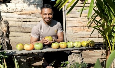 Bripka-Nasrul,-Anggota-Polres-Belu-Polda-NTT-Olah-Lahan-Tidur-Selamatkan-Tomat-Raksasa-Langka-dari-Kepunahan