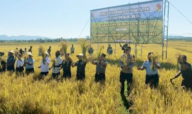Bersama-Dansesko-TNI-dan-Wakil-Bupati,-Kapolres-Belu-Ikut-Panen-Raya-Padi-Dukung-Ketahanan-Pangan