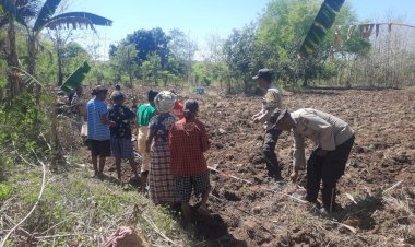 Kolaborasi-Polres-Belu-dan-Poktan:-Tanam-Jagung-di-Tiga-Dusun-di-Kakuluk-Mesak-Wujudkan-Ketahanan-Pangan