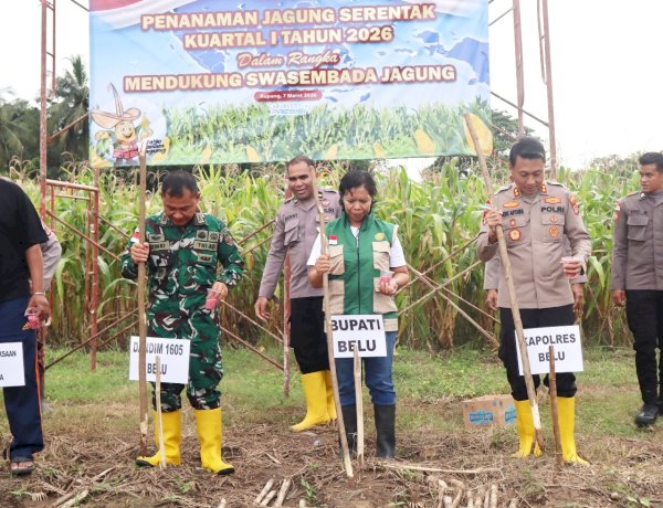 Dukung Program Presiden Wujudkan Swasembada Pangan, Kapolres Belu Bersama Forkopimda dan Kelompok Tani Tanam Jagung Kuartal I Tahun 2026