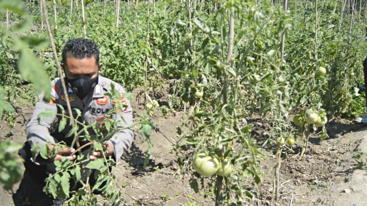 Inspiratif Bagi Warga di Tapal Batas, Bripka Nasrul Anggota Polres Belu Sulap Lahan Tidur Jadi Kebun Tomat