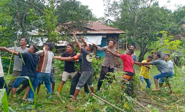 Kompak, Bhabinkamtibmas Polres Belu Bantu Warga Fatubenao Robohkan Pohon yang Menimpa Rumah Warga