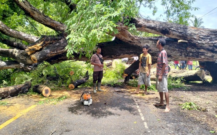 Bersama Kepala Desa dan Masyarakat, Bhabinkamtibmas Leosama Polres Belu Evakuasi Pohon Tumbang yang Melintang di Jalur Perbatasan RI-RDTL