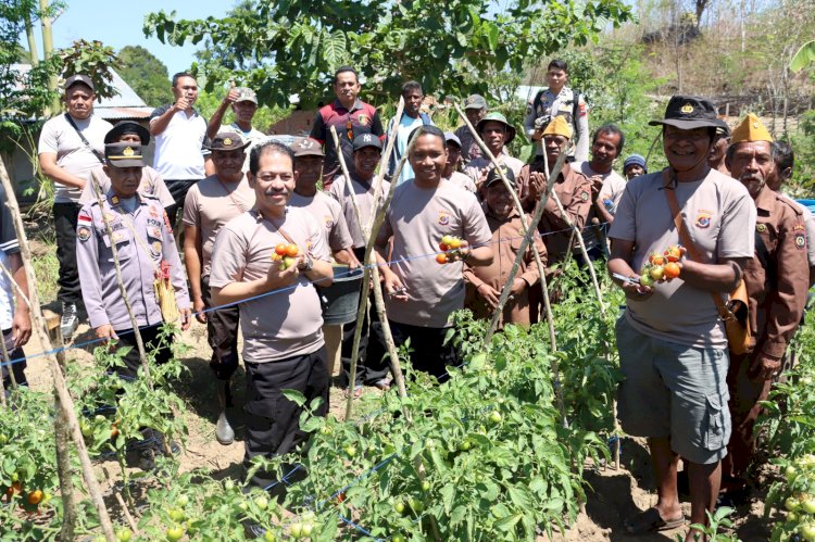 Bersama Ketua LVRI Belu, Kapolres Belu Lakukan Panen Perdana di Kebun Pertanian Veteran Binaan Polsek Tasifeto Barat