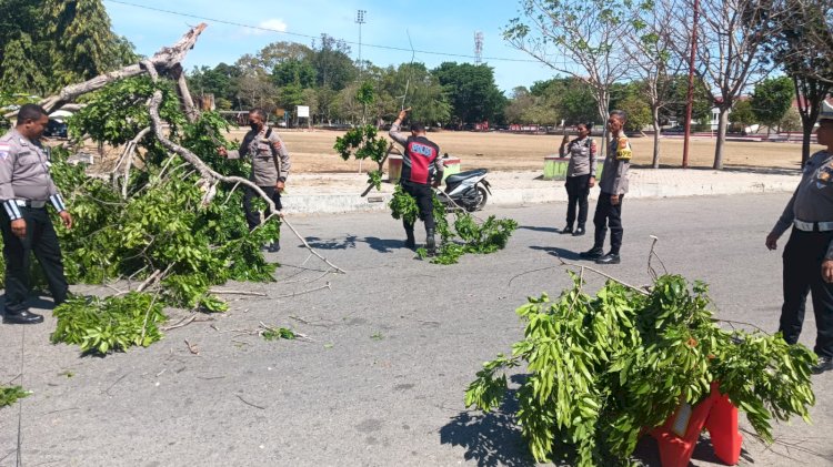 Gerak Cepat, Wakapolres Belu Pimpin Anggota Evakuasi Pohon yang Tumbang di Depan Hotel Liurai