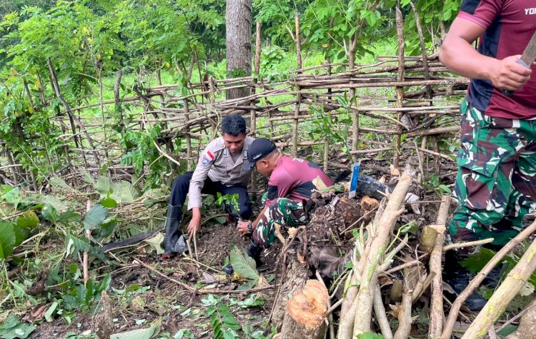 Sinergitas Lestarikan Alam, Bhabinkamtibmas Polres Belu Bersama TNI dan Pemerintah Desa Gelar Penghijauan di Desa Tulakadi