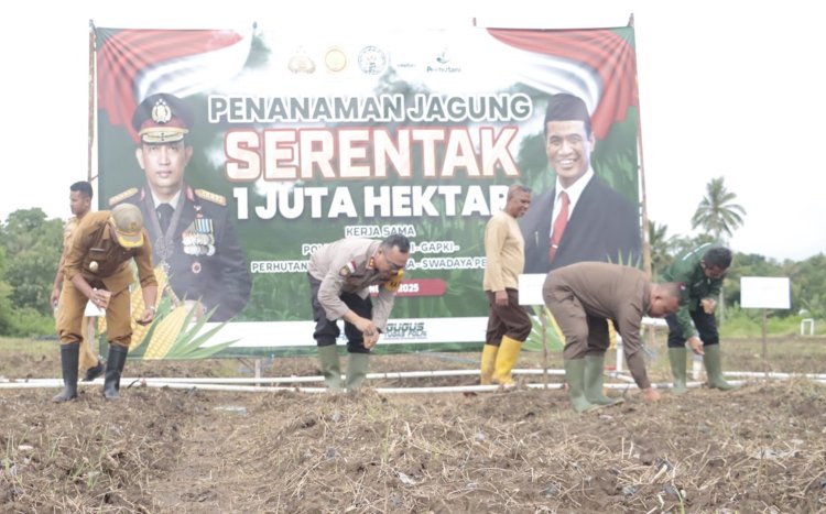 Wujudkan Swasembada Pangan, Kapolres Belu Bersama Wakil Bupati dan Kelompok Tani Laksanakan Penanaman Jagung Serentak 1 Juta Hektar