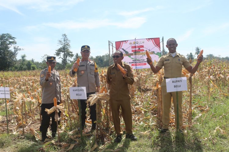 Dukung Asta Cita Presiden, Polres Belu bersama Pemkab Laksanakan Panen Jagung Wujudkan Swasembada Pangan 2025