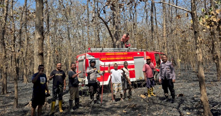 Gerak Cepat, Aparat Polres Belu Polda NTT bersama Damkar dan UPT KPH Berjibaku Padamkan Api di Kawasan Hutan Lindung Nenuk