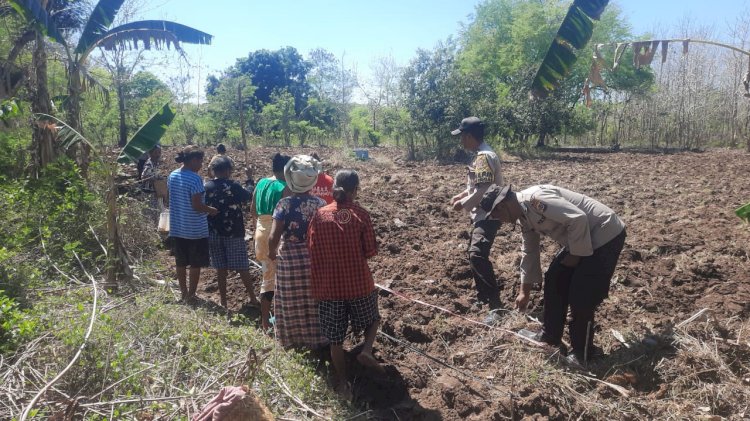 Kolaborasi Polres Belu dan Poktan: Tanam Jagung di Tiga Dusun di Kakuluk Mesak Wujudkan Ketahanan Pangan