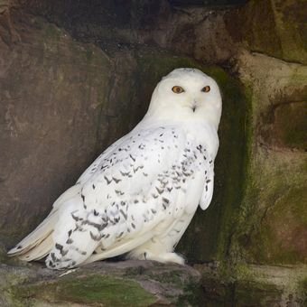 Gerak Cepat Amankan Pelaku dan Barang Bukti, Polda NTT Proses Hukum Kasus Penembakan Burung Hantu yang Viral di Jagat Maya