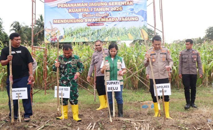 Dukung Program Presiden Wujudkan Swasembada Pangan, Kapolres Belu Bersama Forkopimda dan Kelompok Tani Tanam Jagung Kuartal I Tahun 2026