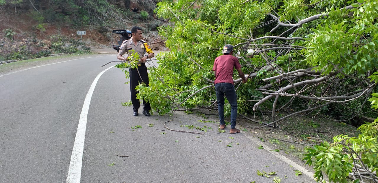 Anggota Polsek Kakuluk Mesak Bantu Warga Evakuasi Pohon Tumbang yang Melintang di Jalan Raya